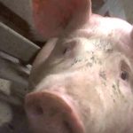 【閲覧注意】豚の屠殺場で行われている虐待行為をリークした男。