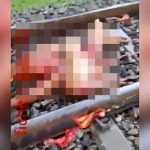 【閲覧注意】列車に轢かれた男、首を切断され身体はグチャグチャになってしまったグロ動画。