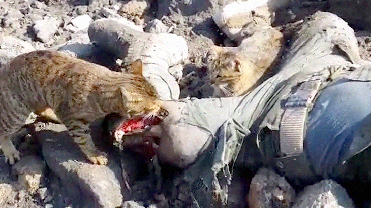 【閲覧注意】ウジが湧く人間の死体を食べる野良猫たちのグロ動画。