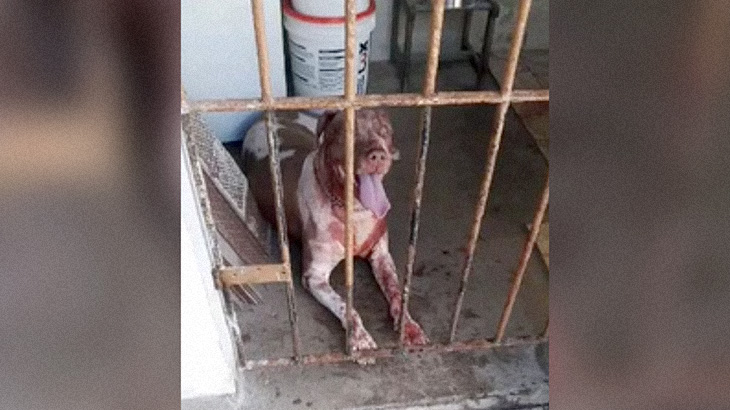 【閲覧注意】泥棒さん、盗みに入った家のピットブルに顔を破壊されてしまう･･･。