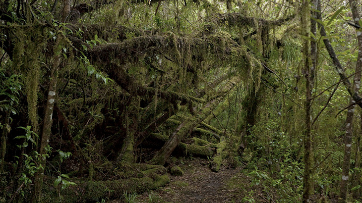 【閲覧注意】森の中で発見された死体。首を切断され胸が切り開かれたグロ動画。
