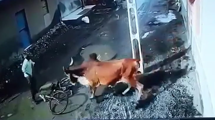 【衝撃映像】自転車に乗っていた男性、激おこ雄牛にどつかれまくる。