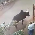 インドで道を歩く牛を興奮させてはいけない理由･･･。