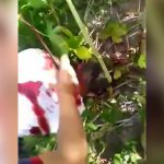 【閲覧注意】森の中で射殺した男性の首をナイフで切断するグロ動画。