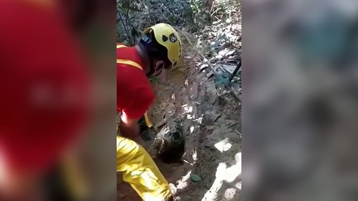 【閲覧注意】1ヶ月間行方不明だった18歳の女の子、森の中で頭を切断された状態で発見されたグロ動画。