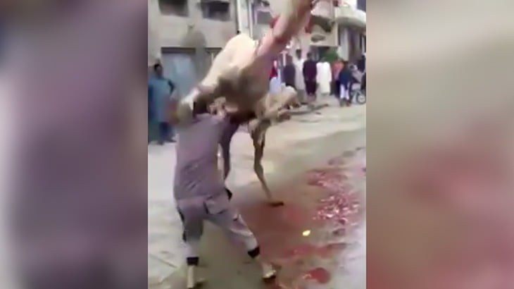 屠殺しようとしたラクダに足蹴りされてノックアウトしてしまう男の映像。