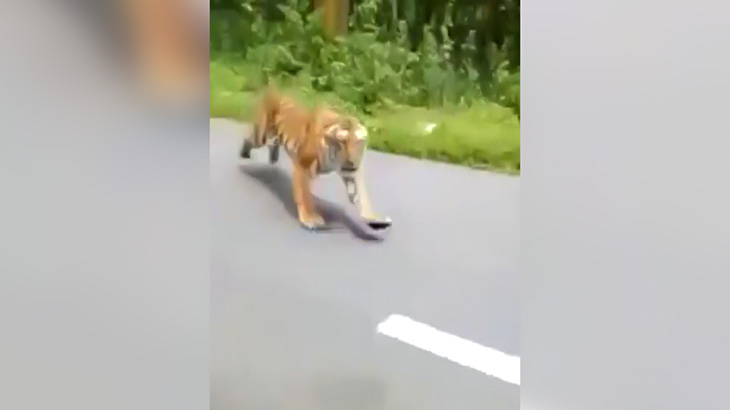 バイクに乗っていた男性が猛スピードで走ってきたトラに襲われそうになる?像、めっちゃ怖い･･･。