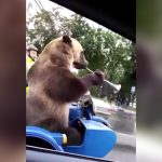 サイドカーにクマを乗せて走るバイカーの映像 in ロシア。