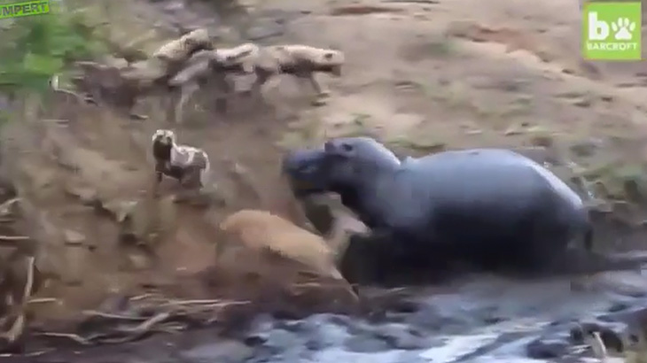 ハイエナに襲われていたシカをカバが救出する感動映像･･･と思いきや･･･。