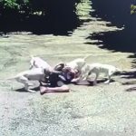 【衝撃映像】4匹のピットブルに襲われて体中を噛みつかれる男性の映像。