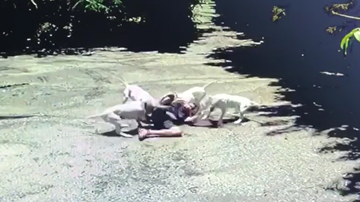 【衝撃映像】4匹のピットブルに襲われて体中を噛みつかれる男性の映像。