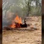 【閲覧注意】ライバルギャングの男を生きたまま燃やして殺す映像。