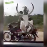 バイクの荷台に牛を乗せて走る男の映像。