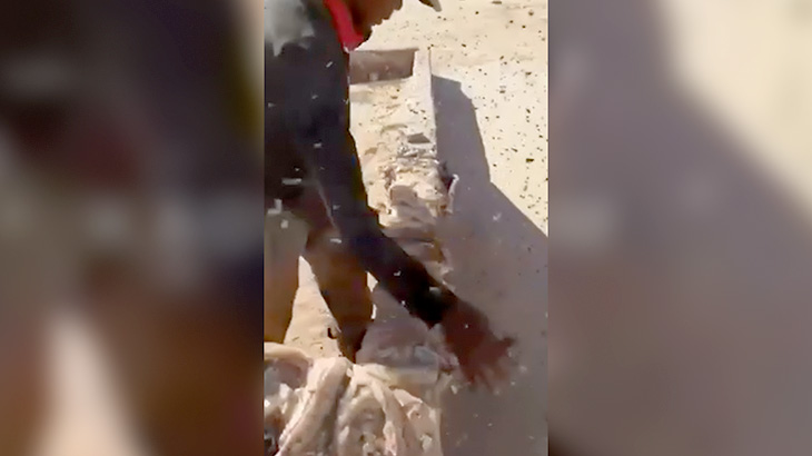 天日干しの肉に超大量のハエが群がる映像。