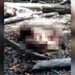【閲覧注意】森の中で身体をバラバラに切断された2人の男性の死体映像。