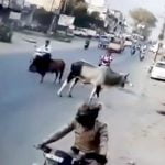 路上で突然喧嘩を始めた牛に突き飛ばされてしまうバイカーの映像。
