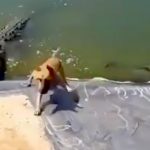 【閲覧注意】犬がワニのいる川にすべり落ちて食われてしまう映像。