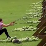 投石機でスイカを投げようとして顔面に直撃してしまう女性の映像。