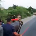 牛車で公道を暴走する男たちが盛大に事故る映像。