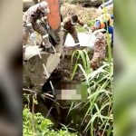 【閲覧注意】ワニに下半身を食われてしまった男性死体を川から引き上げるグロ動画。