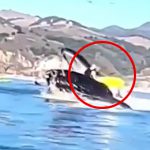 海を漕いでいたカヤックがクジラに食われてしまう映像。