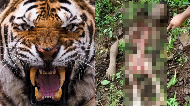 【閲覧注意】森の中でトラに食い殺された男性の死体画像。