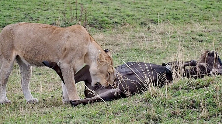 仕留めたヌーのチンコを食べるライオンの映像。