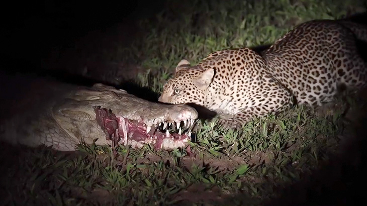 食べてる途中で寝てしまったワニの口から肉を奪っていくヒョウの映像。