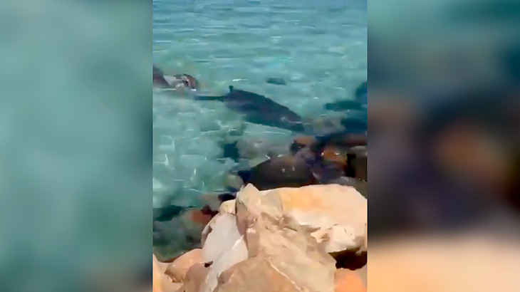 アザラシに食われたサメの血で海が真っ赤に染まる?像。