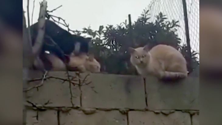 セックスの順番待ちみたいな猫の行列映像。