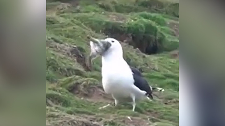 結構大きな野ウサギを丸飲みするカモメの映像。