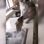 ジャンプしてきた魚に驚かされる2匹の猫映像。