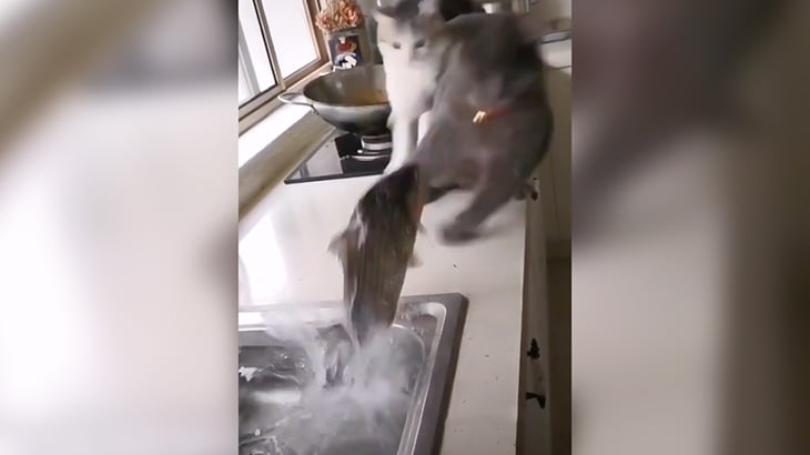 ジャンプしてきた魚に驚かされる2匹の猫映像。