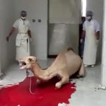 【閲覧注意】喉を切られて大量の血を流しながら苦しむラクダのグロ動画。
