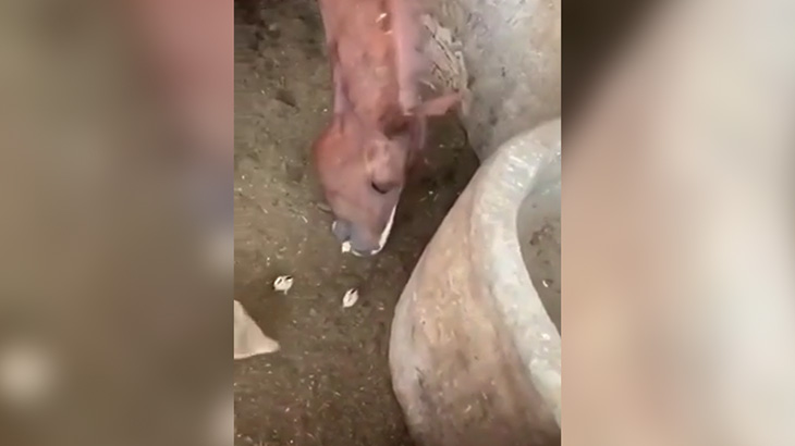 ヒヨコを食べてしまう馬の映像。