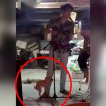 男性ボーカルの脚にしがみついてめちゃくちゃ腰を振る子犬の映像。
