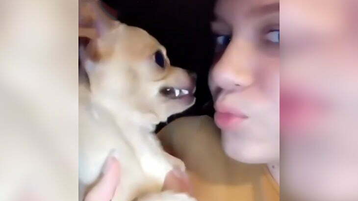 牙剥き出しの小さなワンコにキスしようとして鼻を噛まれてしまう女性の映像。