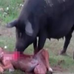 【閲覧注意】死んだ犬の肉を食べる豚の映像。