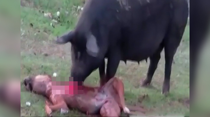 【閲覧注意】死んだ犬の肉を食べる豚の映像。