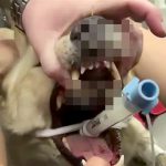 ヤマアラシに噛み付いてトゲが刺さりまくってしまった犬を手術する映像。