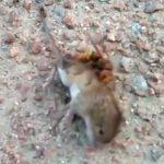 ネズミを殺して去っていくスズメバチの映像。