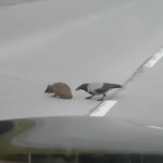 道路上でうずくまるハリネズミを誘導する鳥の映像。