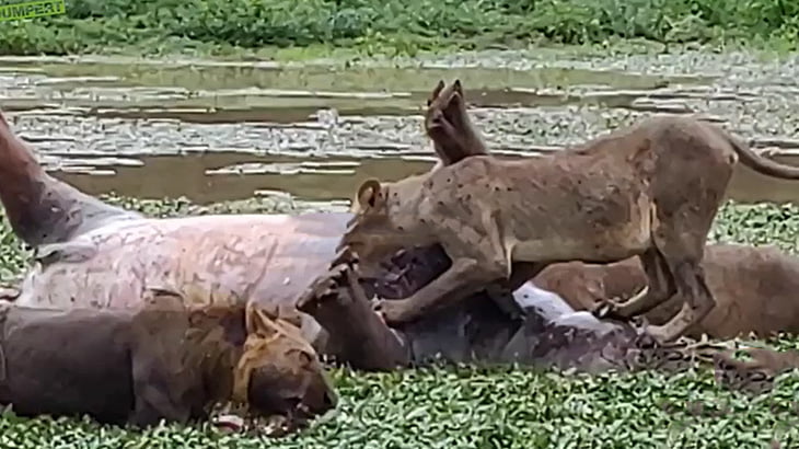 捕食動画 世界のグロ動画 衝撃映像のカルマニマ