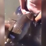 川で捕まえた魚にチンコをしゃぶらせる男の映像。