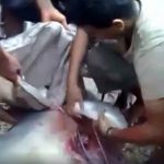 釣り上げたサメの腹から大量の赤ちゃんサメを取り出す映像。