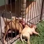 2匹のピットブルに柵越しに噛み殺されてしまった犬の映像。