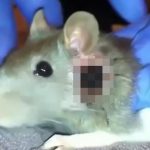 ネズミの身体に埋まったボットフライを摘出する映像。