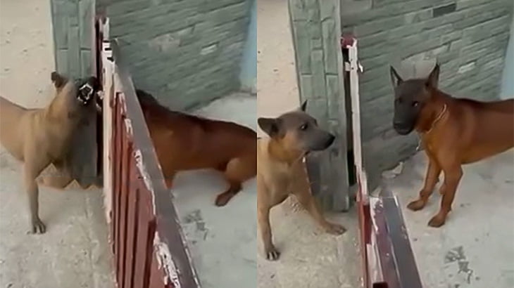 扉1枚を隔てて吠えまくる2匹の犬、扉を開けてもらっても全然喧嘩しない（動画）