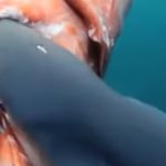 サメがダイオウイカを食べる捕食動画。