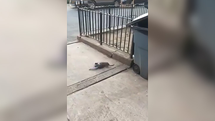 米NY在住のネズミがハトを食べようとする映像。